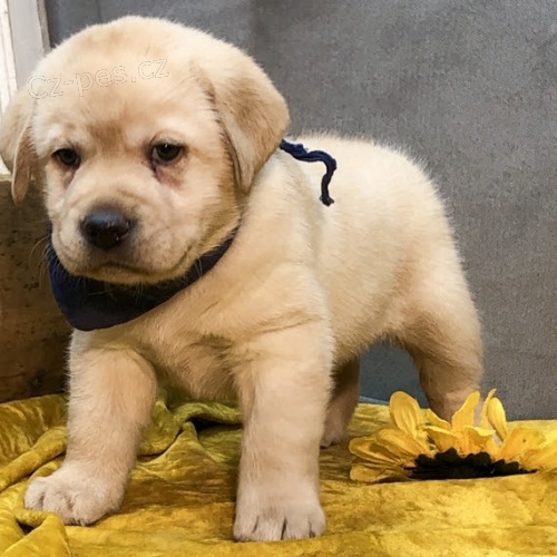 Prod�m �t��ata Labradorsk�ho retr�vra.