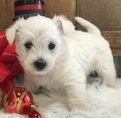 Prod�m �t��ata MINI West Highland White Terriers
