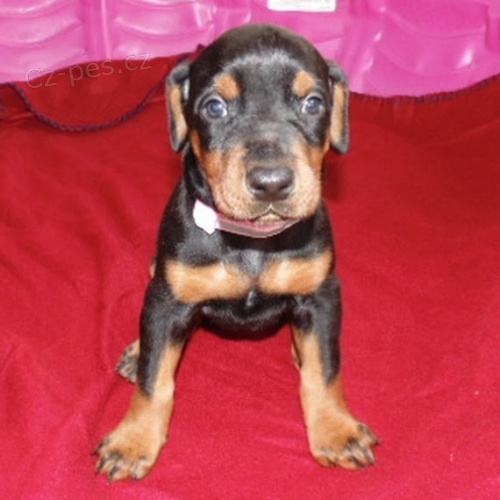 Prod�m �t��ata dobermana �ist�ho plemene.