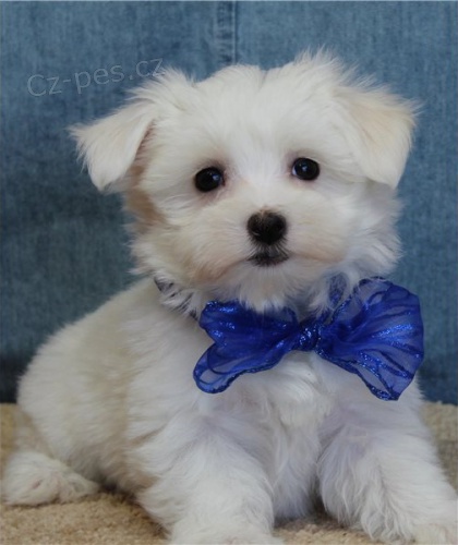 b�l� maltsk� �t��ata