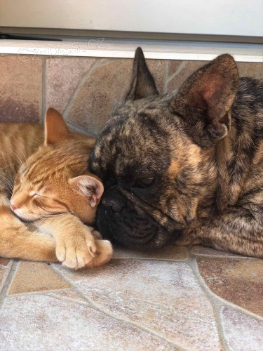 Francouzsk� buldo�ek