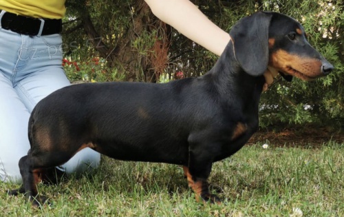 Jezev��k na prodej