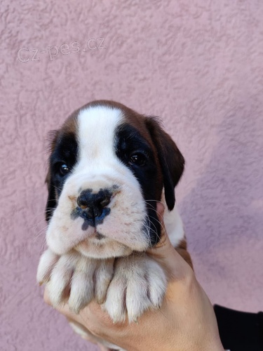 N�meck� boxer �t��ata