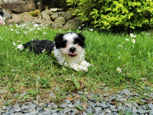 shih tzu k adopci N�dhern� �t��ata 