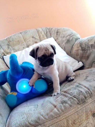 mops�t��ata jsou k dispozici, 