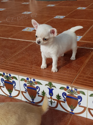 civava �t��ata jsou k dispozici, 