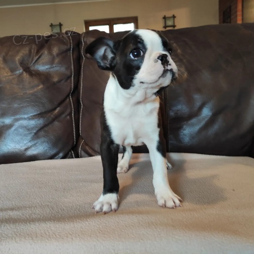 Bostonsk� teri�r �t��ata na prodej