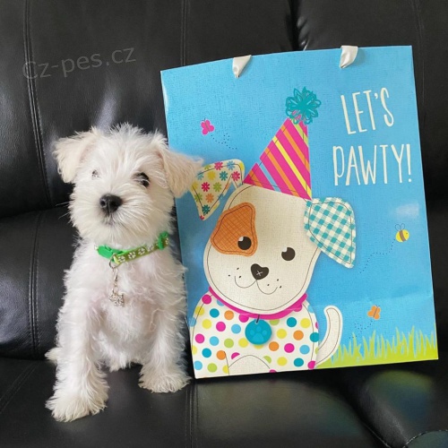 Kn�ra� - mini �t���tka k adopci.