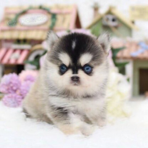 prodej �t��at mini pomskies-(k��enec sibi�sk�ch a pomeransk�ch).