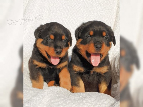 �t��ata rotvajlera