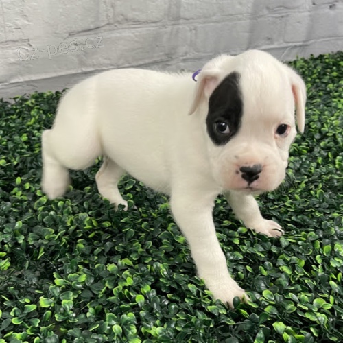 Prod�m kr�sn� a zdrav� o�kovan� �t��ata N�meck�ho Boxera.