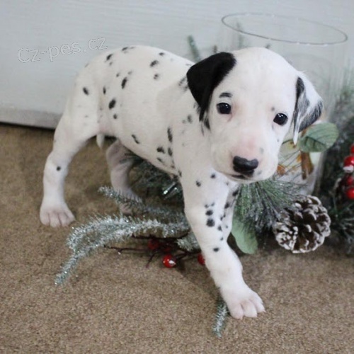 Prod�m kr�sn� a zdrav� o�kovan� mini dalmatinsk� �t���tka.