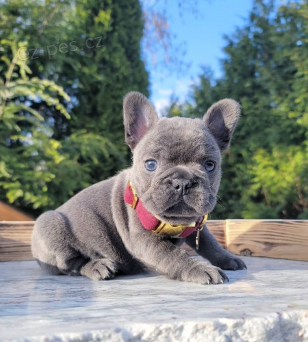 ZDRAV� a O�KOVAN� Prod�m �t��ata francouzsk�ho buldoka MINI.