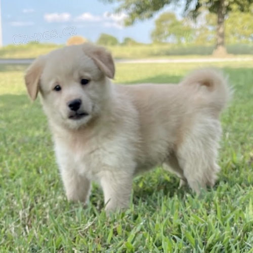 Prod�m �t��ata Poo-Shi.