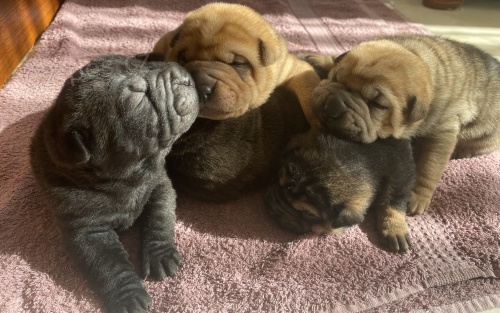 N�dhern� �t���tka Sharpei hledaj� domov