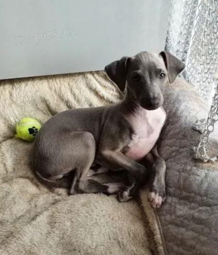 Ital�ky chrtik �t��ata,, nyn� p�ipraven k adopci