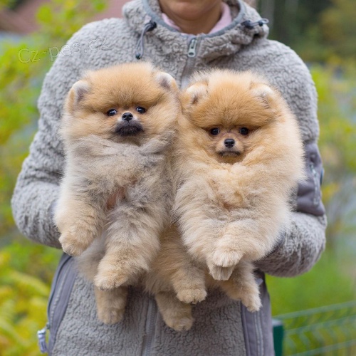 �t��ata pomeransk�ch celebrit pro dobr� domov.