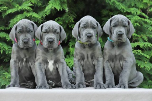 �t��ata - N�meck� doga - modr� s PP