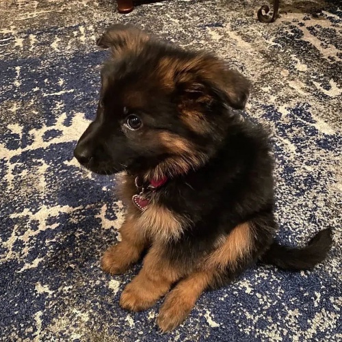 Chytr� �t��ata CKC Reg n�meck�ho ov��ka k adopci