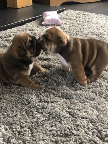 Kvalitn� registrovan� �t��ata anglick� buldok