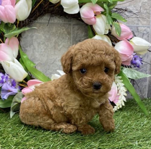 Prod�m trpasli�� kr�sn� a rozko�n� �t���tka pudla a samice.