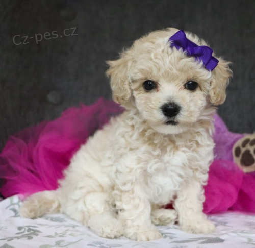 Prod�m ZDRAV� a O�KOVAN� �t��ata Maltipoo.