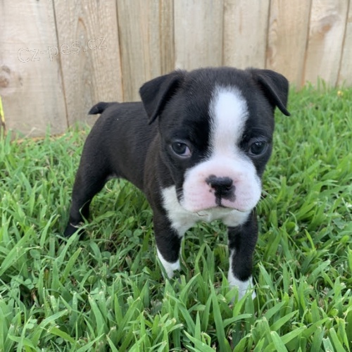 Prod�m mal� �t���tka bostonsk�ho teri�ra