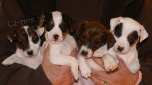 prod�m �t��ata jack russell.