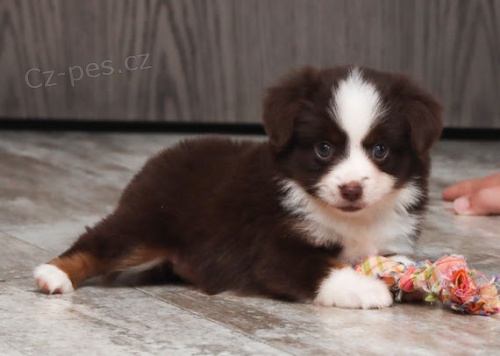 Miniaturn� �t��ata americk�ho ov��ka na prodej.