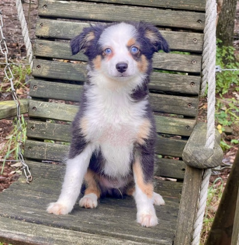 Prod�m �t��ata australsk�ho ov��ka.