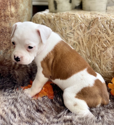 Prod�m ��asn� a kr�sn� �t���tka mini n�meck�ho boxera