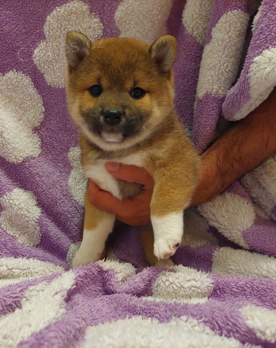 Shiba Inu �t��ata