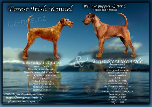 �t��ata Irsk� teri�r