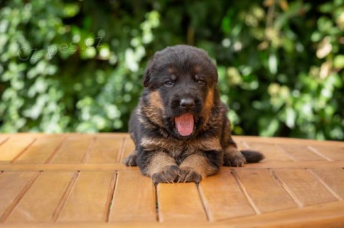 N�meck� ov��k - �t��ata, ps�ci