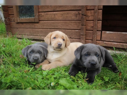 Labradorsk� retr�vr - �t�nata  bez PP