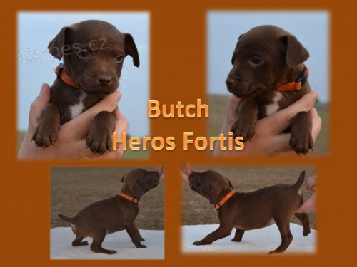 PATTERDALE TERI�R �t�n�