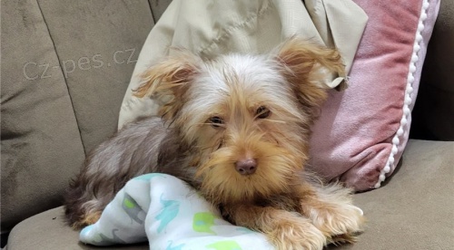 Kr�sn� �t��ata jork��rsk�ho teri�ra,