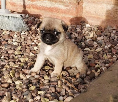 b�ov� a panda mops �t��ata na prodej.