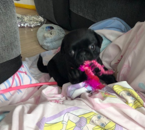 �ern� mini kr�sn� a zdrav� �t���tka mopsl�ka k adopci.