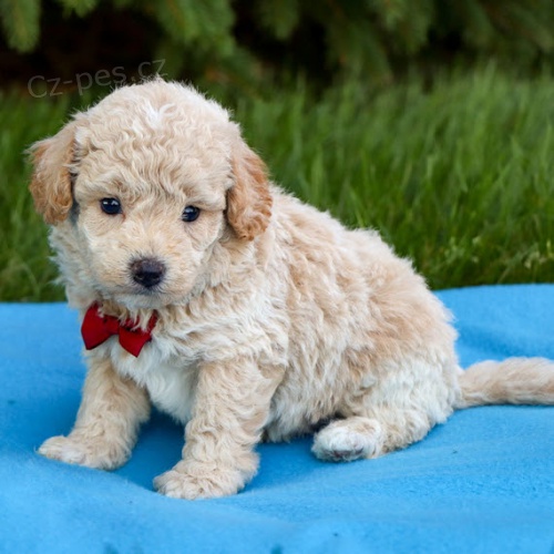 Prod�m zdrav� a kr�sn� �t���tka Bichon Poo.