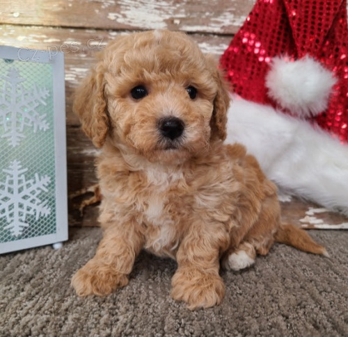 Prod�m rozko�n� a zdrav� o�kovan� �t��ata Bichon Poo.