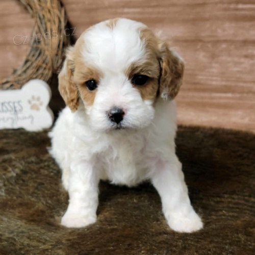 Hygienicky vy�kolen� miniaturn� �t��ata Cavapoo na prodej.