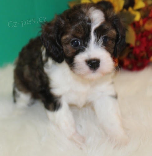 Mini �t���tka Cavapoo na prodej.