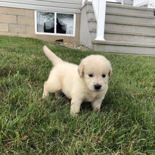 Prod�m �t��ata Zlat�ho retr�vra.