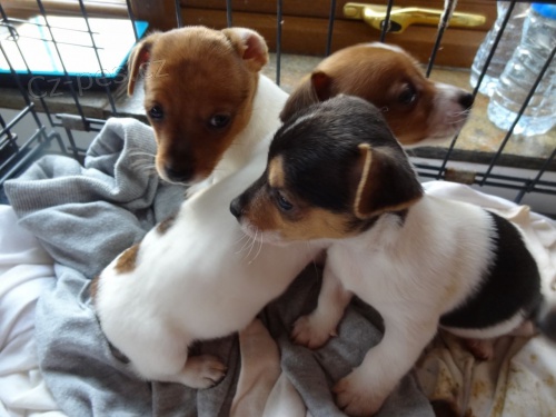prodej mini jack russell �t��at.