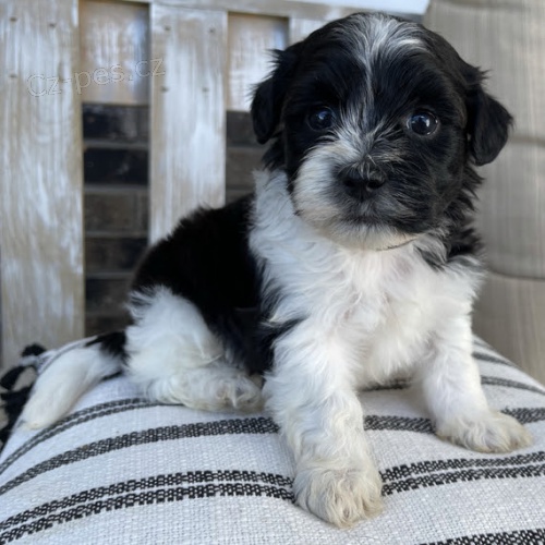 Mini ��lek Shih Poo �t���tek na prodej.