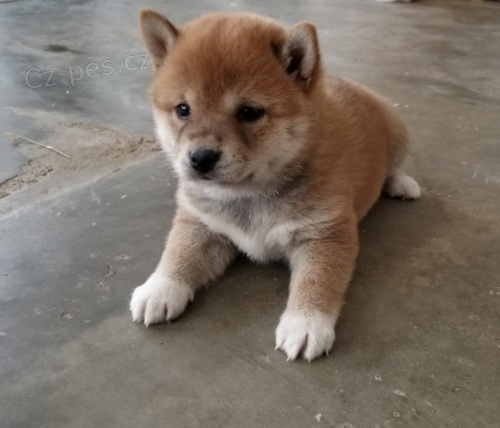 Prod�m rozko�n� a zdrav� o�kovan� �t���tka mini Shiba inu