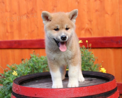 �t��ata akita inu  jsou v�m k dispozicii.