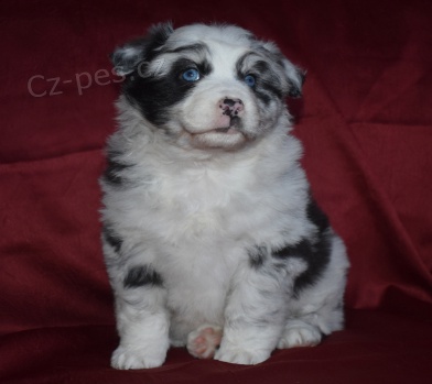 2 Australsk� ov��k pro nov� rodi�e.