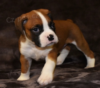 boxer �t��ata k dispozici pro nov� domovy